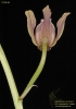 Eulophia spectabilis