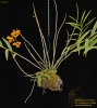Dendrobium sp. (32/94-2)