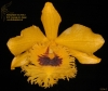 Dendrobium sp. (32/94-2)