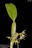 Bulbophyllum cauliflorum
