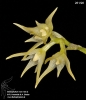 Bulbophyllum cauliflorum