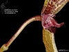Bulbophyllum elassoglossum
