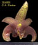 Bulbophyllum sumatranum (354/80)