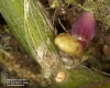 Bulbophyllum tortuosum