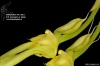 Bulbophyllum biflorum var. alba