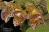 Bulbophyllum leopardinum