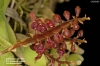 Bulbophyllum bufo