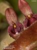 Bulbophyllum bufo