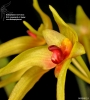Bulbophyllum elatum