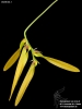 Bulbophyllum refractum