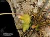 Bulbophyllum refractum