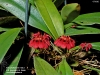 Bulbophyllum abbreviatum