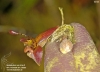 Myoxanthus raymondii