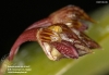 Bulbophyllum hirtulum