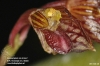 Bulbophyllum hirtulum