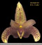 Bulbophyllum sumatranum (O00B/828-1)