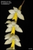 Dendrochilum cobbianum