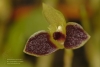 Bulbophyllum furcillatum 922 02