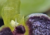 Bulbophyllum furcillatum 922 03