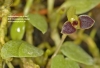 Bulbophyllum furcillatum 922 04