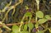 Bulbophyllum furcillatum 922 05
