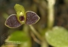 Bulbophyllum furcillatum 922 06