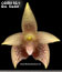 Bulbophyllum facetum (O98B/162-1)
