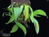 Bulbophyllum cariniflorum