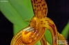 Bulbophyllum inunctum