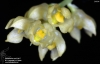 Bulbophyllum perpendiculare