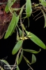 Bulbophyllum flavidiflorum