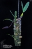 Bulbophyllum coriophorum