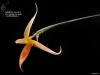 Bulbophyllum macrochilum