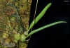 Bulbophyllum nigripetalum