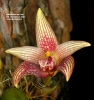 Bulbophyllum facetum