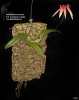 Bulbophyllum 3540
