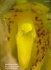 Bulbophyllum allenkerrii