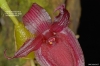 Sunipia grandiflora