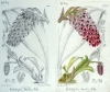 Bulbophyllum hamelinii