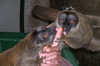 Madagaskar Projekt 2004 (224)