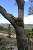 Madagaskar Projekt 2004 (264)