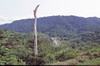 Congo 1996 (082)