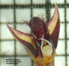 Bulbophyllum bicoloratum