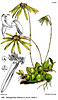 Bulbophyllum fimbriatum