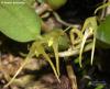 Bulbophyllum alagense (01)