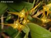 Bulbophyllum alagense (05)