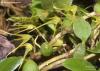 Bulbophyllum alagense (06)