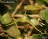 Bulbophyllum alagense (07)