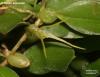 Bulbophyllum alagense (08)
