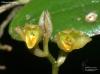 Bulbophyllum calophyllum